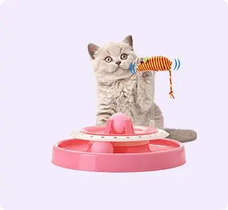 Cat Toys